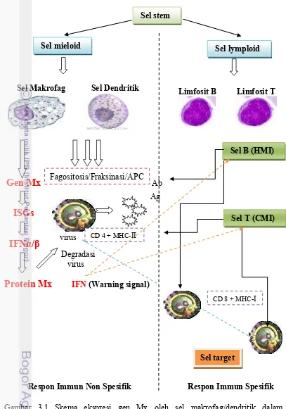 Gambar 3.1 Skema ekspresi gen Mx oleh sel makrofag/dendritik dalam 