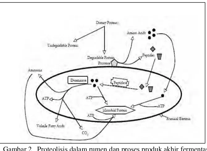 Gambar 2   Proteolisis dalam rumen dan proses produk akhir fermentasi                   (Bach et al