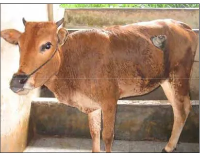 Tabel 2  Rataan bobot badan (kg) sapi Pesisir Sumatera Barat 