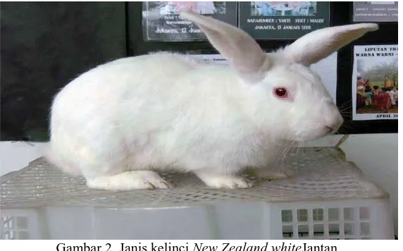 Gambar 2. Janis kelinci New Zealand whiteJantan 