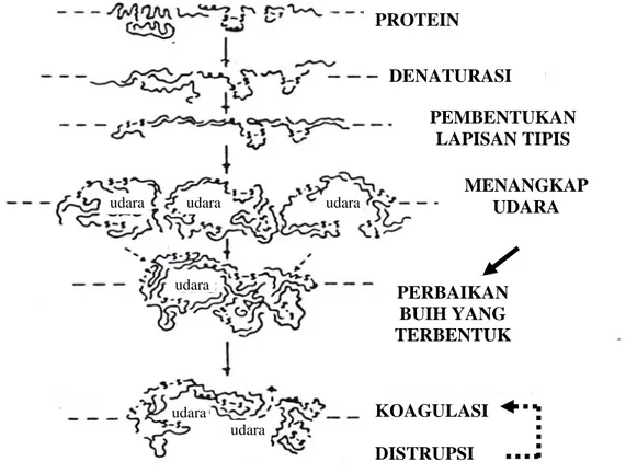 Gambar 1.  Mekanisme Pembentukan Buih           Sumber : Cherry dan McWaters ,1981  