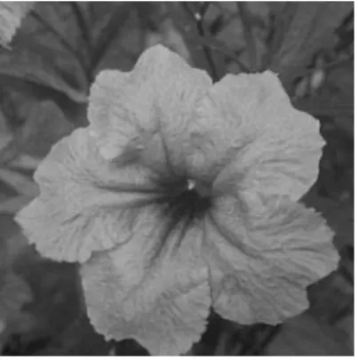 Gambar 2.5 Contoh citra grayscale 