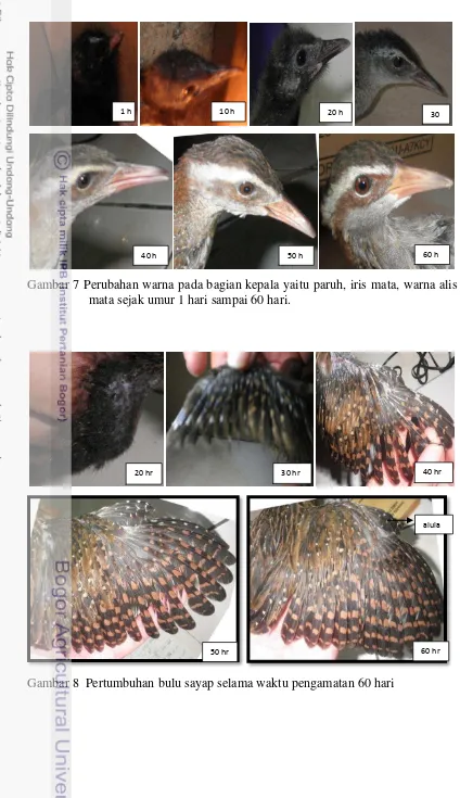 Gambar 7 Perubahan warna pada bagian kepala yaitu paruh, iris mata, warna alis 