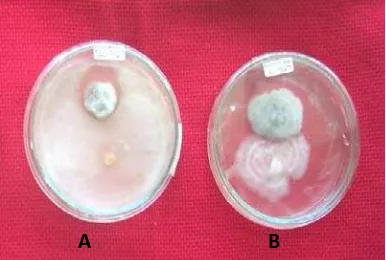 Gambar 3.  Koloni   jamur  A. porri  dengan  jamur saproba; (A) Trichoderma sp. (B) Fusarium sp