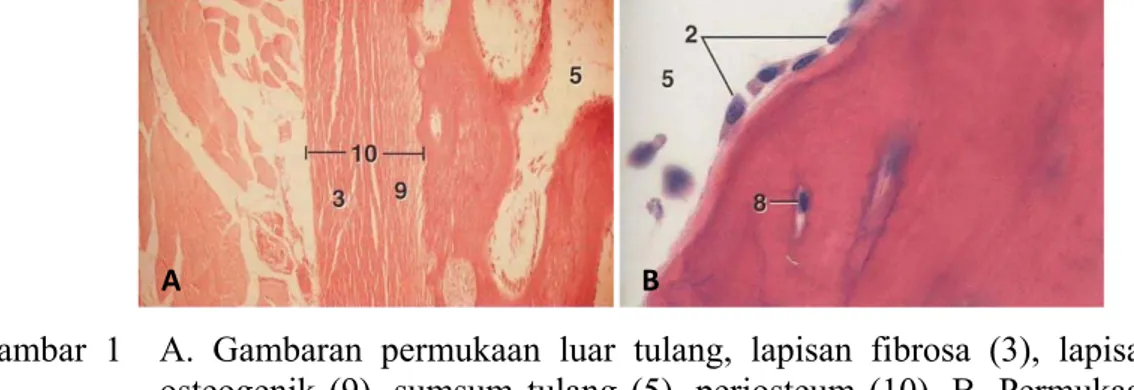 Gambar 1  A. Gambaran permukaan luar tulang, lapisan fibrosa (3), lapisan  osteogenik (9), sumsum tulang (5), periosteum (10), B