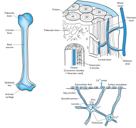 Gambar 4  Struktur tulang (Lerro 2007). 