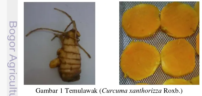Gambar 1 Temulawak (  Curcuma xanthorizza Roxb.) 