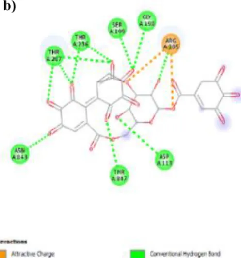 Gambar 6.  Visualisasi hasil molecular docking senyawa corilagin dengan protein ENPEP dalam bentuk a) 3D dan b) 2D  Figure 6