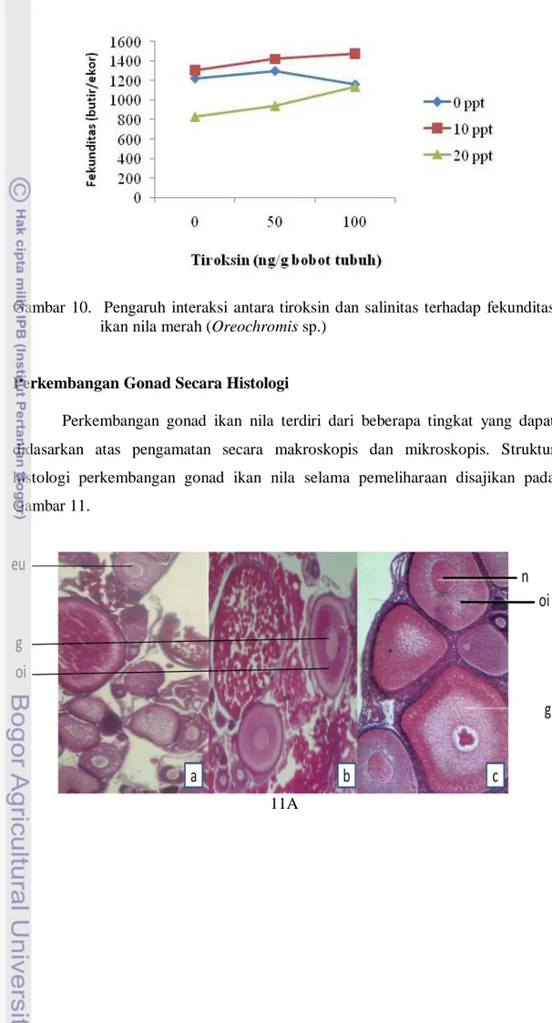 Gambar  10.    Pengaruh  interaksi  antara tiroksin  dan  salinitas  terhadap  fekunditas  ikan nila merah (Oreochromis sp.) 