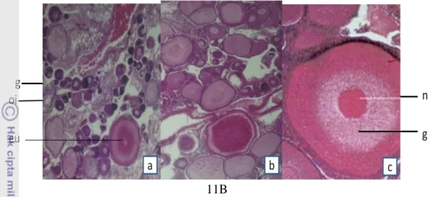 Gambar 11. Struktur histologi ikan nila merah pada perlakuan H (T 4  100 ng/g BT,  salinitas  10  ppt,  Gambar  11A)  dan  kontrol  B  (T 4   0,  10  ppt,  Gambar  11B)