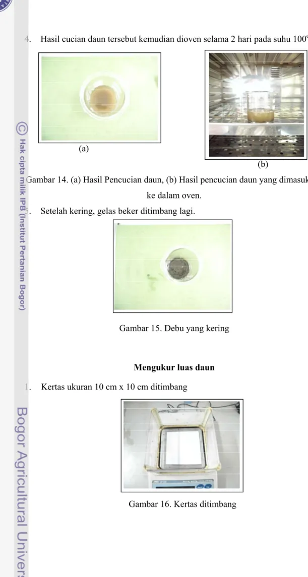 Gambar 14. (a) Hasil Pencucian daun, (b) Hasil pencucian daun yang dimasukkan  ke dalam oven