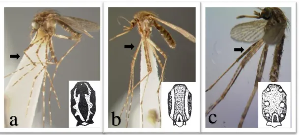 Gambar 5  Jenis nyamuk dari genus Mansonia spp. di Desa Mandomai 2015. a. Mn.  annulata; b