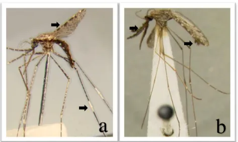 Gambar  6    Jenis  nyamuk  dari  genus  Anopheles  spp.  di  Desa  Mandomai  2015.  a