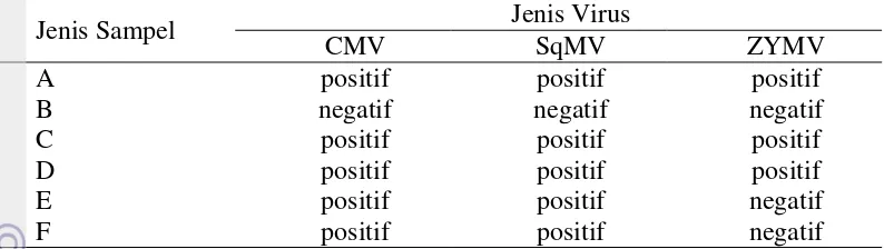 Tabel 2 Hasil deteksi virus dari tanaman mentimun berdasarkan reaksi ELISA 