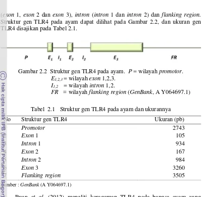 Gambar 2.2  Struktur gen TLR4 pada ayam.  P = wilayah promotor. 