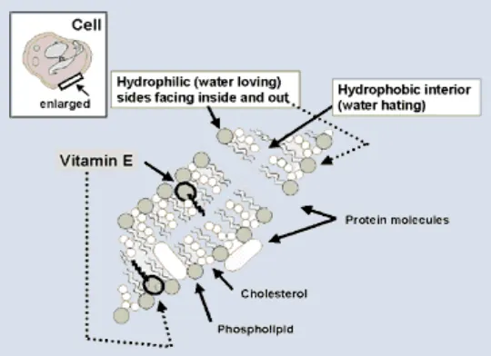 Gambar 4  Vitamin E dalam membran sel 