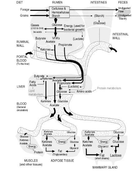 Gambar 5   Metabolisme karbohidrat pada ruminansia 