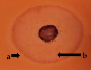 Gambar 1. Kenampakan aktivitas selulolitik isolat jamur ditunjukkan adanya zona bening pada media CMC