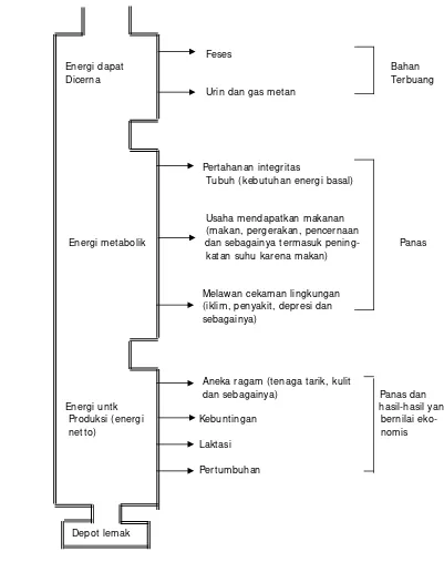 Gambar 3  Diagram rantai transformasi energi ransum pada hewan  