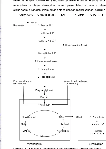 Gambar  5   Biosintesis asam lemak dari karbohidrat, protein dan lemak                     (Lehninger 1994)
