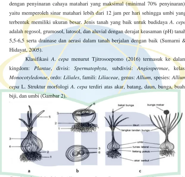 Gambar 2. Morfologi  Allium  cepa  L.  a.  Penampang  membujur  A.  cepa;  b. 
