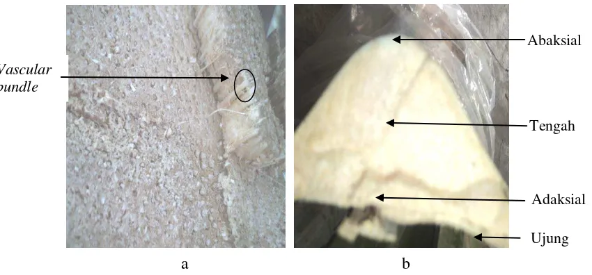 Gambar 6. (a) Bentuk vascular bundle dan (b) Penampang Potongan Melintang pelepah. 