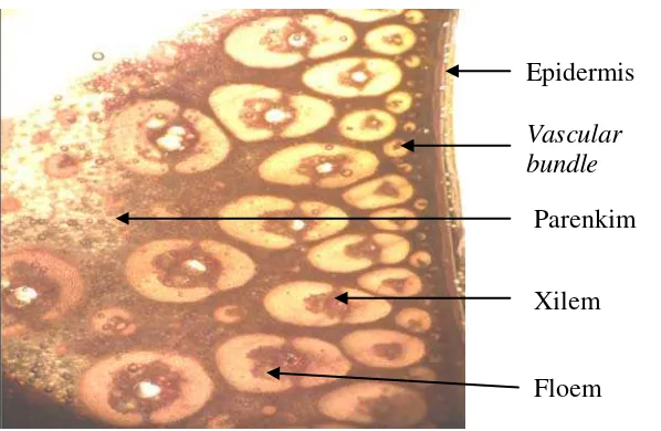 Gambar 7. Histologi Pelepah Kelapa Sawit. 