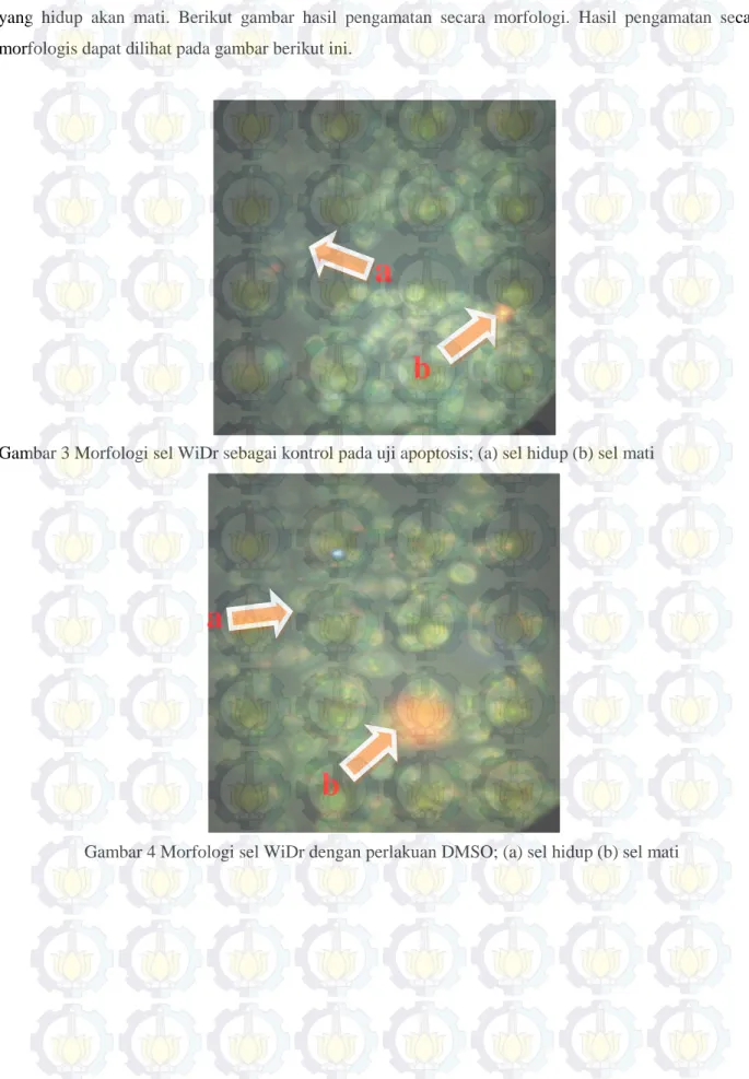 Gambar 3 Morfologi sel WiDr sebagai kontrol pada uji apoptosis; (a) sel hidup (b) sel mati 