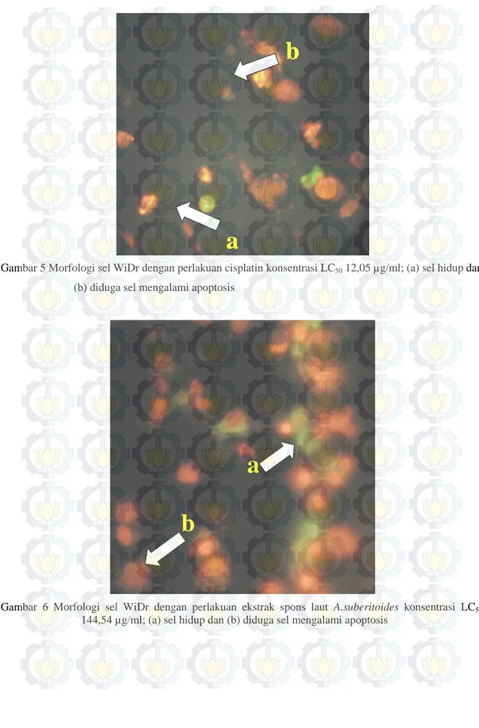 Gambar 5 Morfologi sel WiDr dengan perlakuan cisplatin konsentrasi LC 50  12,05 µg/ml; (a) sel hidup dan 