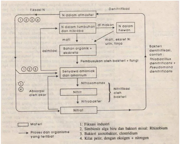 Gambar 2. Siklus Nitrogen 