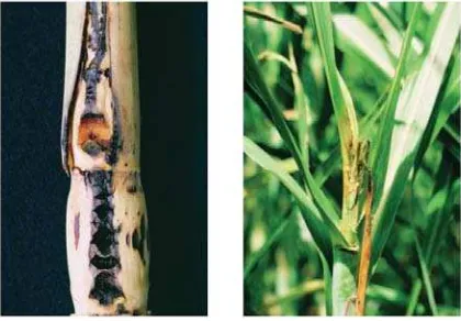 Gambar 2. Bagian tanaman tebu yang terserang jamur F. moniliforme  (a)Batang tebu yang terserang (b) Ujung batang yang terserang  (Sugar Research Australia, 2013)