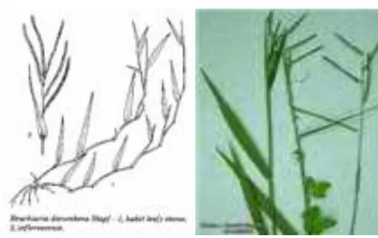 Gambar 4. Rumput signal (Brachiaria decumbens) 