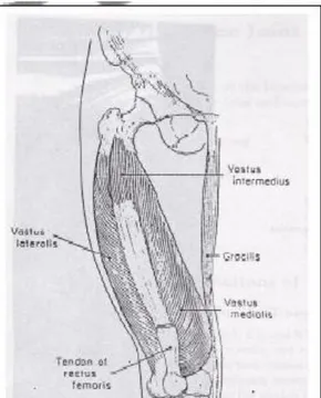 Gambar 2.8 muscle of the knee joint  Luttgens dan Hamilton (1997: 214)  b) Muscle of the ankle and foot 