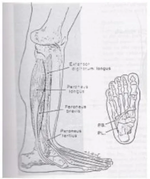 Gambar 2.9 muscle of the ankle and foot  Luttgens dan Hamilton (1997: 229) 