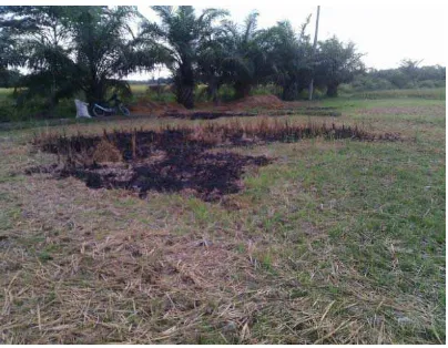 Gambar 3. Foto jerami padi yang dibakar dilahan sawah di Kecamatan Hinai Kabupaten Langkat  