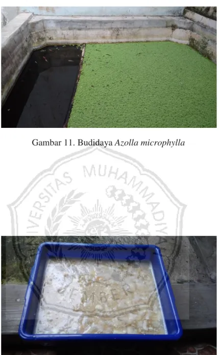 Gambar 11. Budidaya Azolla microphylla 