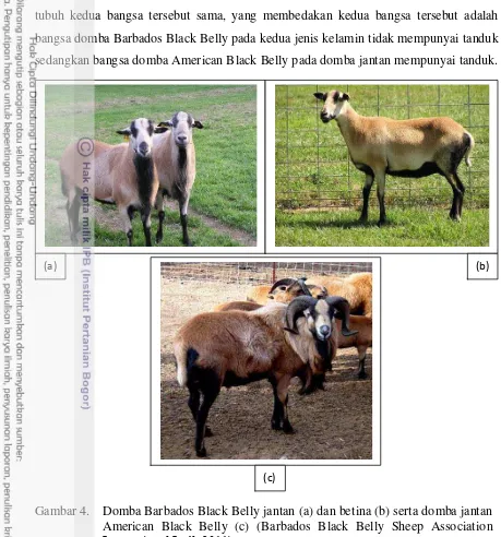 Gambar 4. Domba Barbados Black Belly jantan (a) dan betina (b) serta domba jantan 