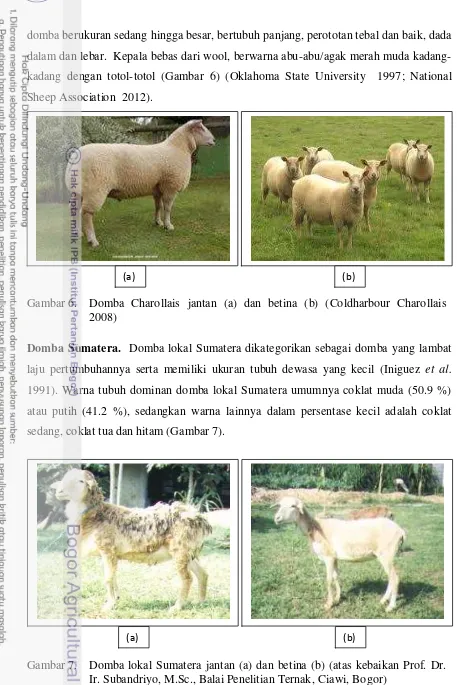 Gambar 6. Domba Charollais jantan (a) dan betina (b) (Coldharbour Charollais  