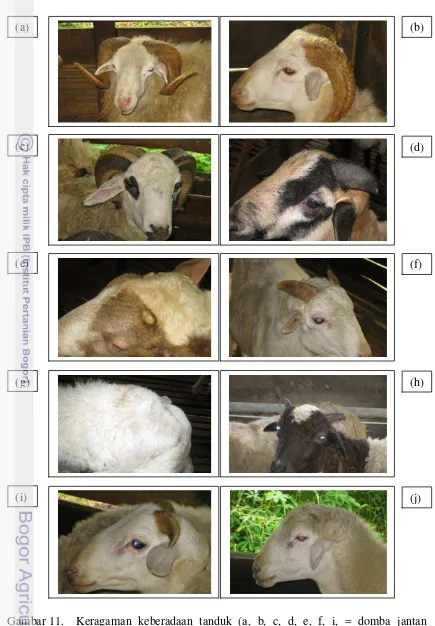 Gambar 11. Keragaman keberadaan tanduk (a, b, c, d, e, f, i, = domba jantan 