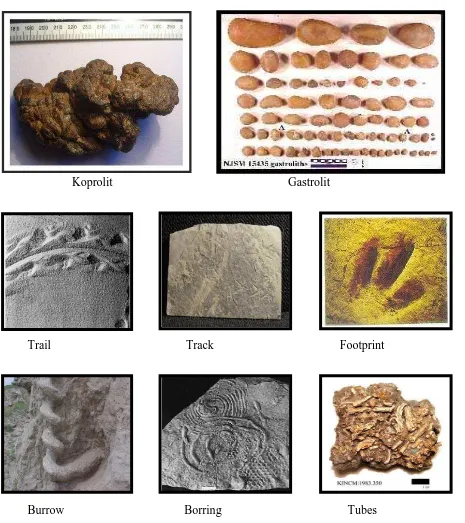 Gambar 2.9. Contoh fosil-fosil dengan proses pemfosilan yang lain 