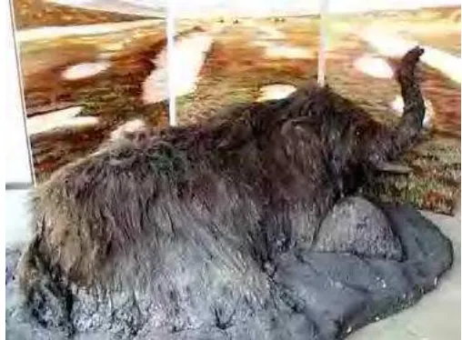 Gambar 2.2 Fosil Mammoth yang terbekukan dalam endapan es di Siberia 