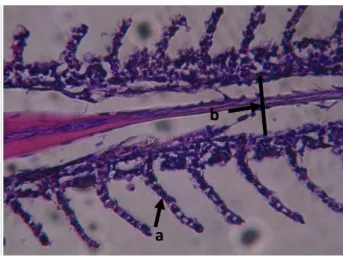 Gambar  3.  Potongan  melintang  struktur  mikroanatomi  insang  ikan  Nila  Larasati  pada  kondisi  normal  (perbesaran  10x40)