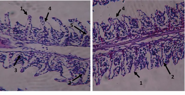 Gambar  6.  Potongan  melintang  struktur  mikroanatomi  insang  ikan  Nila Larasati pada konsentrasi 259,51  ppm (A III ) (perbesaran 10x40)