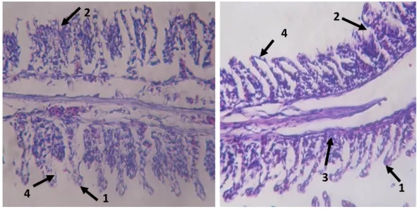Gambar 8. Potongan melintang struktur  mikroanatomi  insang  ikan  Nila  Larasati  pada  konsentrasi  291,94  ppm  (B II ) (perbesaran 10x40)