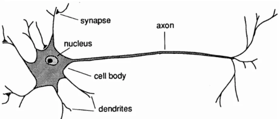 Gambar 2 Struktur Jaringan Saraf Biologis dan Tiruan 