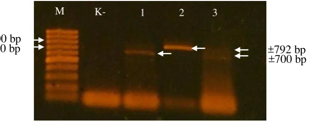 Gambar 2 Hasil amplifikasi DNA virus dengan metode reverse transcriptation-polymerase chain reaction menggunakan campuran primer ToCV dan TICV