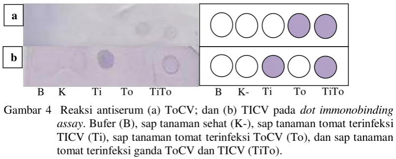 Gambar 4  Reaksi antiserum (a) ToCV; dan (b) TICV pada dot immonobinding 
