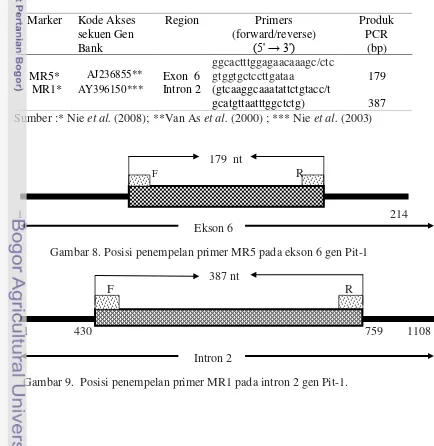 Tabel 12. Primer spesifik (MR1 dan MR5) ekson 6 dan intron 2 gen Pit-1. 