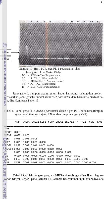Tabel 13. Jarak genetik  Kimura 2 parameter ekson 6 gen Pit-1 pada lima rumpun 
