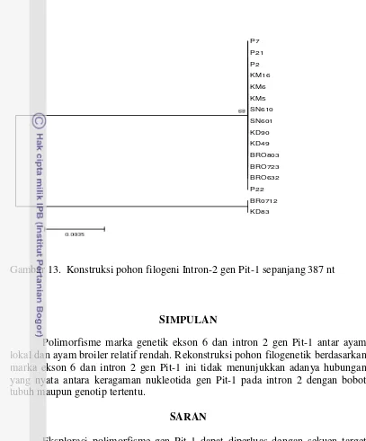 Gambar 13.  Konstruksi pohon filogeni Intron-2 gen Pit-1 sepanjang 387 nt 